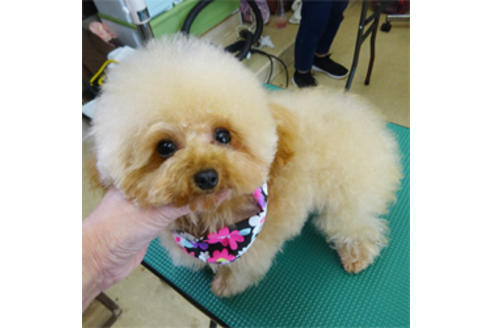 販売中のティーカッププードルの親犬